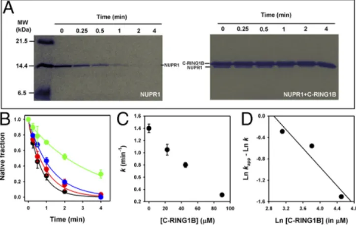 Fig. 2. Protection of wild-type NUPR1 toward degradation by thermolysin in the presence of C-RING1B