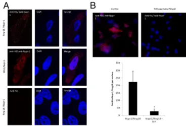 Fig. 6. In situ PLA of C-RING1B and wild-type NUPR1. (A) Mouse anti-HA and rabbit anti-human wild-type NUPR1 were used to reveal the interaction between the proteins in HeLa cells