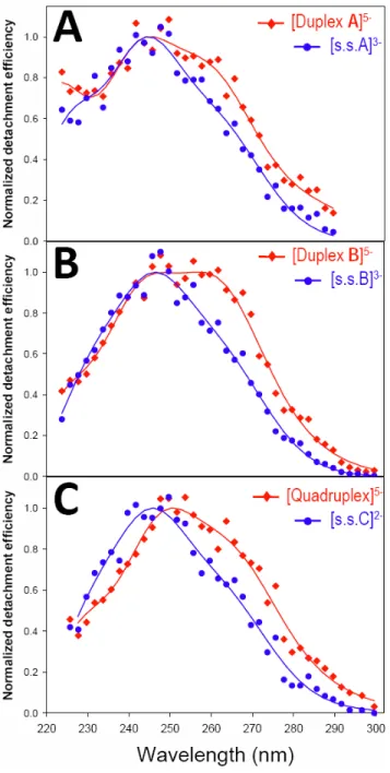 Figure 1. Normalized UV action spectra of DNA sequences (A) (dCGCGAATTCGCG) 3- , single strand  (s.s.A) and the corresponding duplex 5-  (Duplex A); (B) (dCGCGGGCCCGCG) 3- , single strand (s.s.B) and  duplex, and (C) (dTGGGGT) 2- , single strand (s.s.C) an