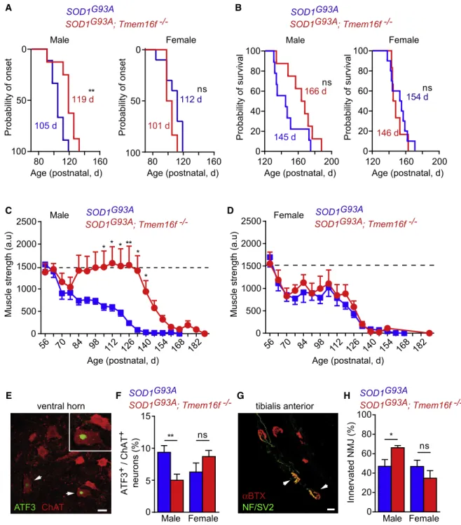 Figure 5. Targeted Exon Deletion in Tmem16f Delays Disease Onset, Improves Motor Performance of Male SOD1 G93A Mice, and Protects Motoneurons from Stress