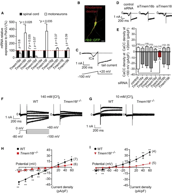 Figure 1. TMEM16F Contributes to Ca 2+ -Activated Cl  Currents in Motoneurons