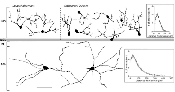 Figure 2 : Morphological analysis of MOB SRIF neurons.  