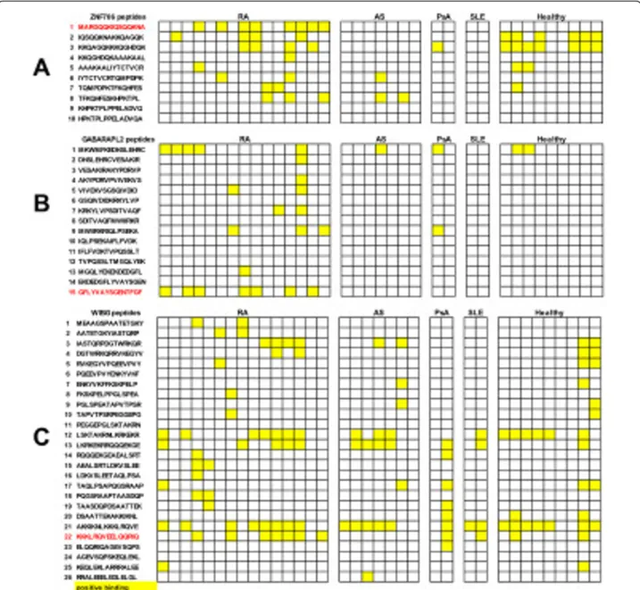 Figure 2 Epitope mapping on zinc finger protein (706ZNF706), GABA(A) receptor-associated protein-like 2 (GABARAPL2) and within BGCN homolog (WIBG)