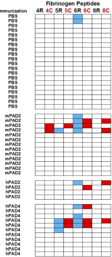 Fig. 5. PAD immunization in C3H mice triggers production of anticitrullinated fibrinogen peptide antibodies