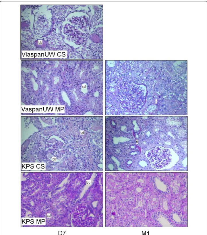 Figure 3 Graft Histology. Representative PAS staining of kidney biopsies at day 7 and Month 1 post transplantation