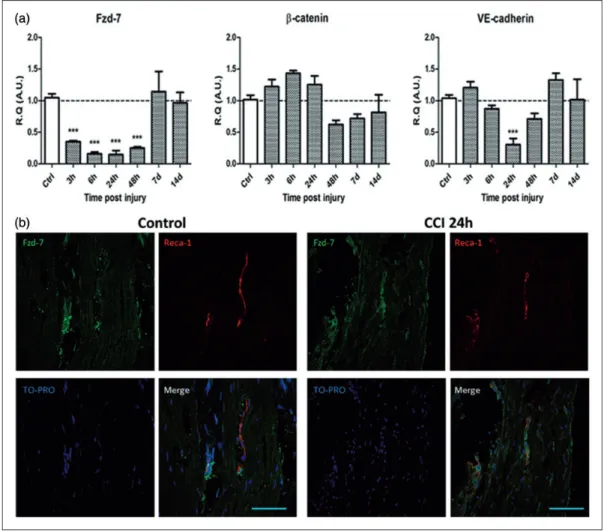 Figure 1. Chronic constriction injury of the infraorbital nerve (IoN-CCI) induces early and transient alterations in the Fzd-7/b-catenin/