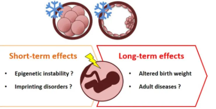 Figure 2.  Proposed model of cryopreservation-mediated effects in human embryo and fetal development.