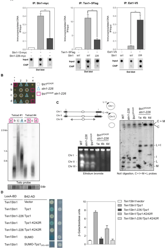 Fig. 2. Stn1 SIM mutations affect Stn1-Ten1 recruitment and enhance telomerase binding to telomeres