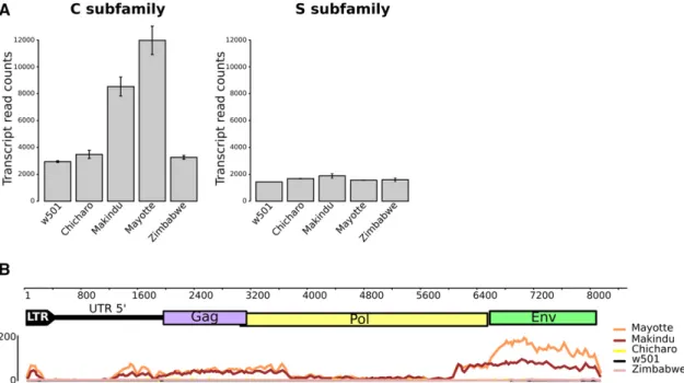 Figure 1 Tirant trancripts analyzed from RNA-seq data. A. Tirant transcript normalized read counts