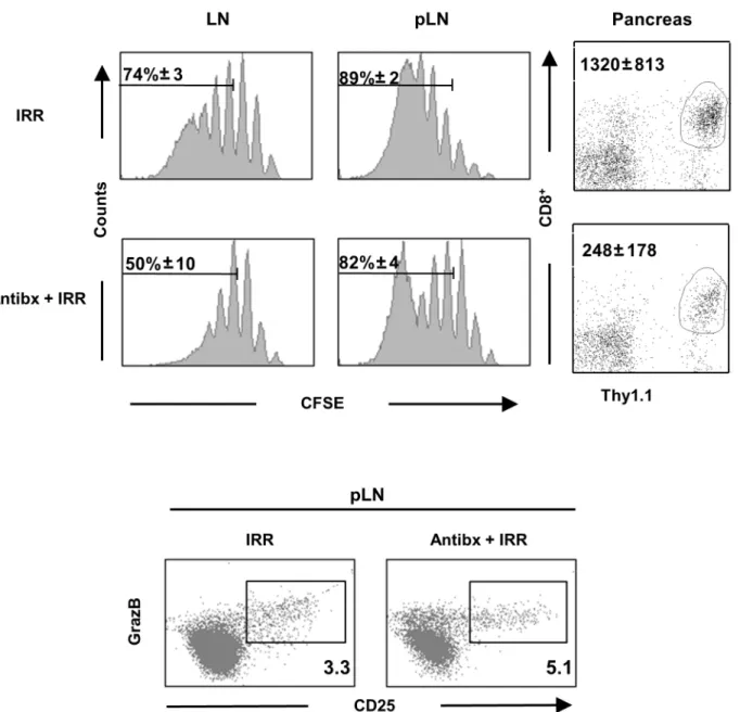 Fig 5. Antibiotics do not prevent antigen-driven proliferation and differentiation of Clone 4 CD8 + T cells into effectors in irradiated InsHA mice