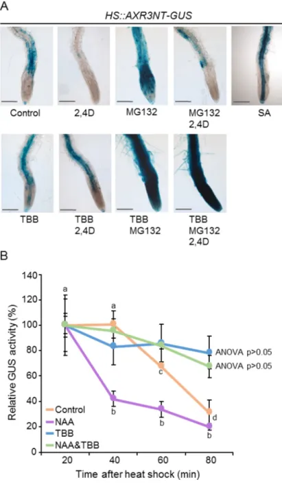 Fig 4. CK2 activity regulates the stability of AXR3, an auxin transcriptional repressor