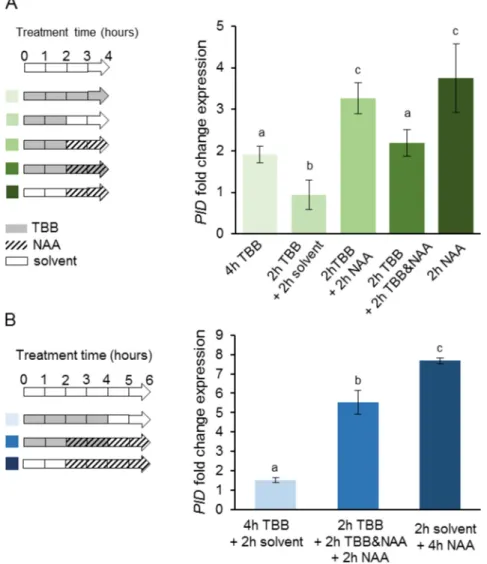 Fig 2. Interplay between CK2 and auxin in the regulation of PID transcription. PID transcriptional responses to auxin were measured in Arabidopsis roots pre-treated with TBB for 2 h and then submitted to different combinations of TBB and NAA treatments, as