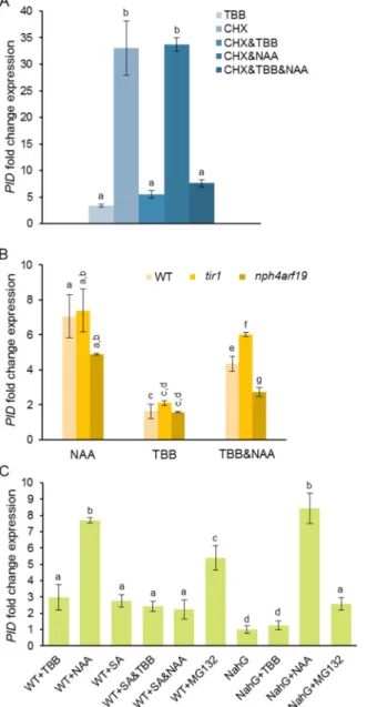 Fig 3. Pathways that regulate PID transcription. (A) Interplay between CK2 and de novo protein synthesis in modulating PID transcriptional responses