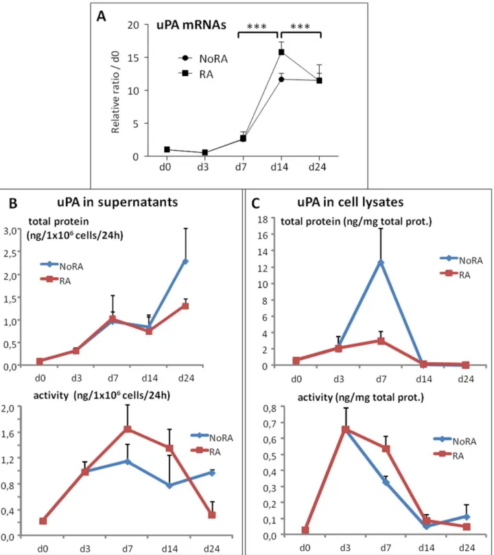 Figure 1. endogenous uPA mRNA, protein expression and enzymatic activities during ESC differentiation