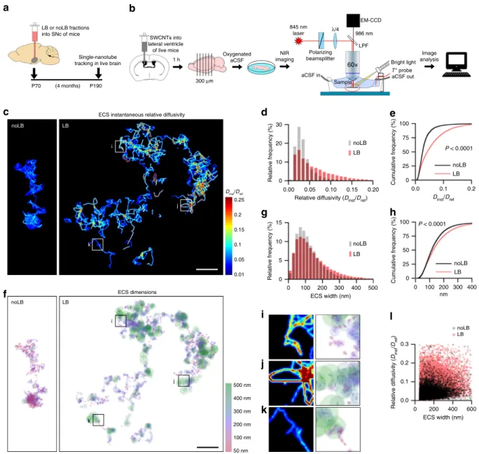 Fig. 2 Single-nanotube tracking reveals increased ECS nanoscale diffusivity and width after synucleinopathy