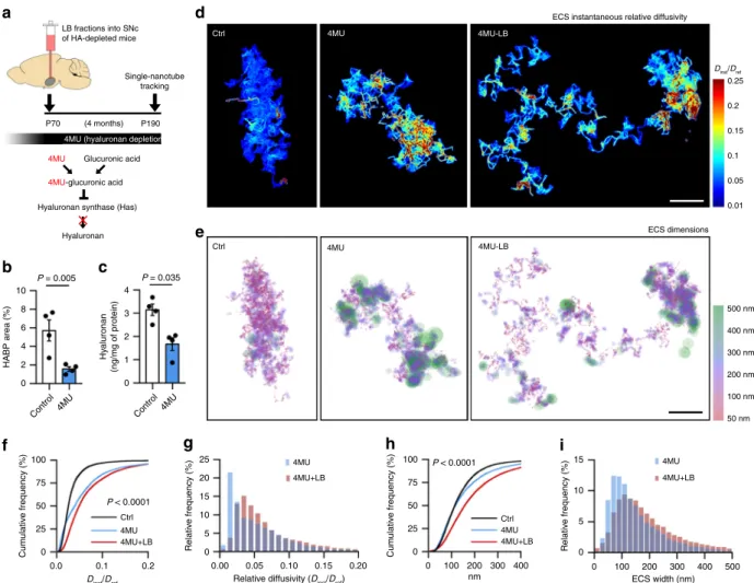 Fig. 6 Hyaluronan depletion increases ECS nanoscale diffusivity more profoundly than ECS width