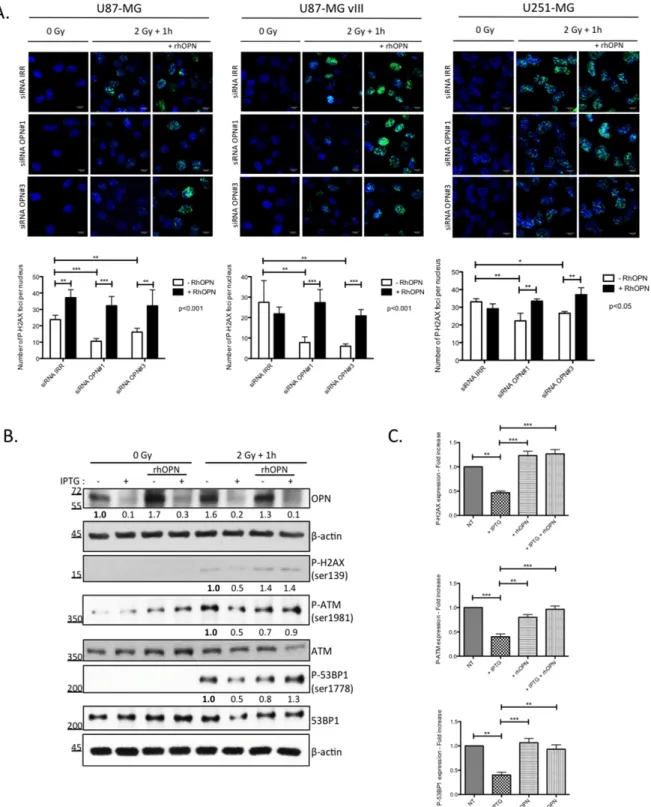 Figure 4: DNA damage repair markers inactivation in OPN-depleted GBM cells is rescued with soluble OPN