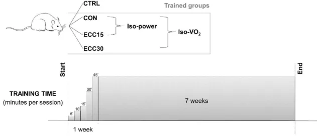 FIGURE 1 - Study design and protocol. CTRL: control group, no exercise intervention; CON: uphill-uphill-120 