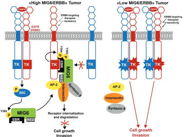 figure 5: model of mIg6 tumor suppressor function in human cancer.  In tumor cells with a high ratio of MIG6/ERBB  receptors, MIG6 inhibits the receptor kinase activity and promotes their internalization for lysosomal degradation, resulting in a dramatic  