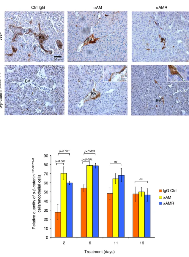 Figure  8:  αAM  and  αAMR  induce  phosphorylation  of  β-catenin  of  vascular  endothelial  cells  in  U87  xenografts