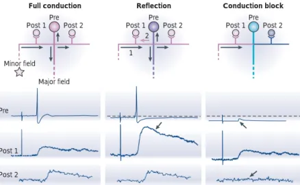 Figure 8 | Reflection of action potentials. Reflection and conduction block produce multilevel synaptic transmission in mechanosensory neurons of the leech