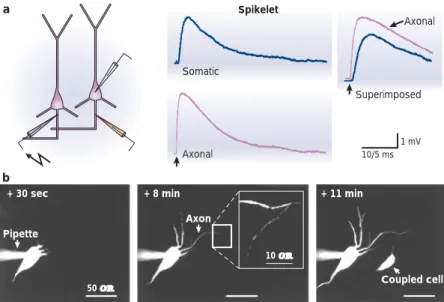 Figure 9 | Axo-axonic coupling of hippocampal pyramidal neurons. a | Spikelets propagate antidromically