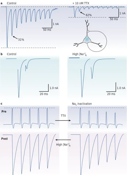 Figure 2 | The role of sodium channel inactivation in short-term synaptic depression.