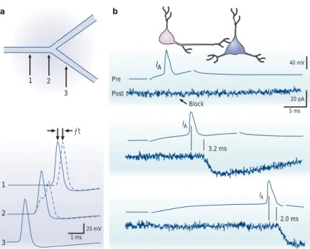Figure 4 | Axonal propagation and spike timing. a | Comparison of the delay of propagation introduced by a branch point with a geometrical ratio (GR) &gt; 1 (dashed traces) versus a branch point with perfect impedance matching (GR = 1, continuous traces)