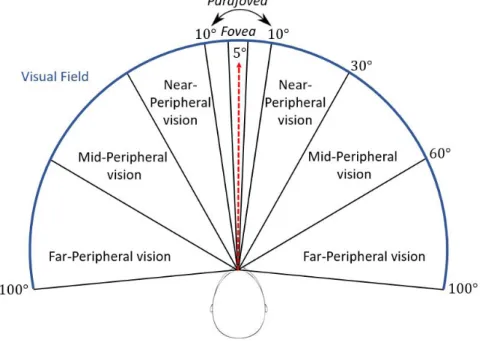 Figure 2.12 – Illustration of the different regions of the visual field. With the fovea (0 ◦ −5 ◦ ), the parafovea (5 ◦ −10 ◦ ), the near-peripheral vision (10 ◦ −30 ◦ ), the mid-peripheral vision (30 ◦ −60 ◦ ) and the far-peripheral vision (60 ◦ − 100 ◦ )