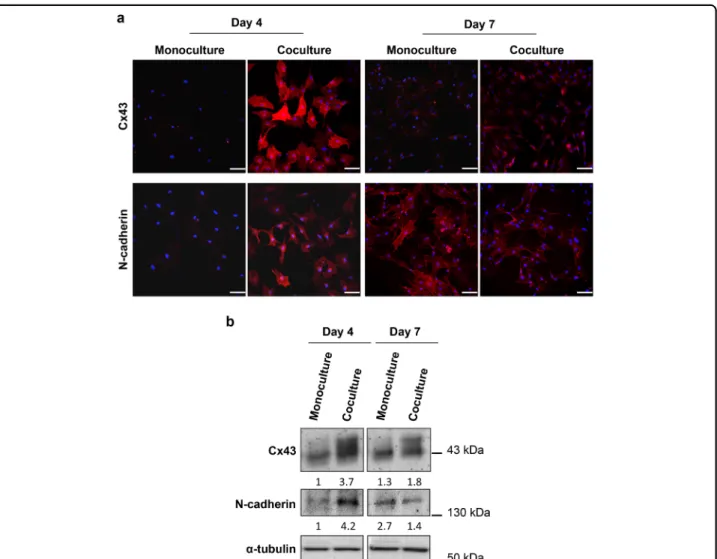 Fig. 5 DRG neurons have an impact on Cx43 and N-cadherin expression in MSCs during osteoblast differentiation