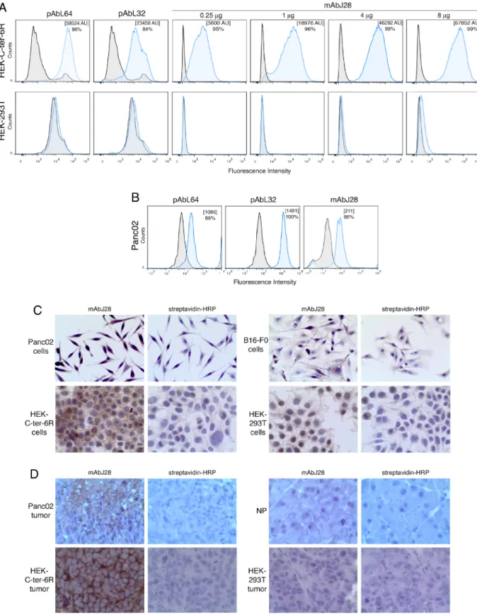 Figure 1: Immunoreactivity of C-ter-6R-transfected HEK cells and murine pancreatic adenocarcinoma Panc02 cells  to mAbJ28
