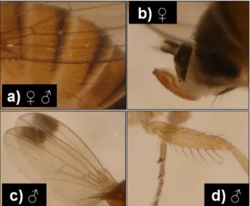 Figure  13  :  Caractéristiques  morphologiques  de  Drosophila  suzukii :  a)  Segments  abdominaux  avec  des  bandes  marrons foncées ininterrompues (pour les deux sexes), b) Grand ovipositeur durci, en forme de scie, avec des poils en  forme  de  dents