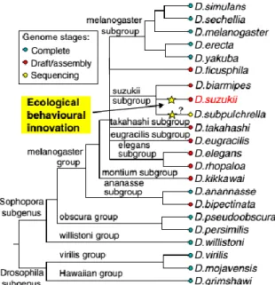 Figure  14  :  Arbre  phylogénétique  de  Drosophila  suzukii  et  sa  parenté  avec  les  autres  drosophiles  du  sous-genre  Sophophora [d'après (Rota-Stabelli et al., 2013)]