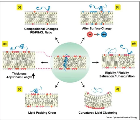 Figure 11 Mécanismes par lesquels les bactéries modifient la composition de la membrane pour repousser les peptides  antimicrobiens