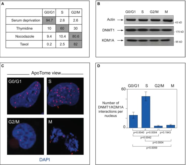 Figure 5: In cancer cells, interacting DNMT1 and KDM1A accumulate in the S-phase.   (A) Cell cycle phase analysis of  synchronized glioma U251 cells