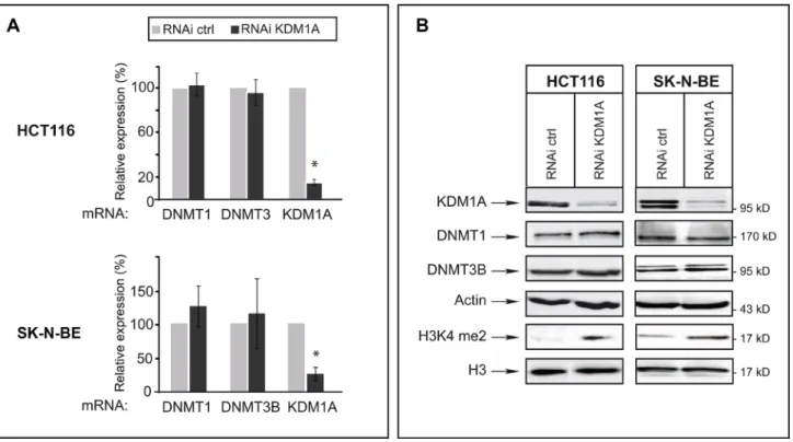 Figure 2: In cancer cells, KDM1A knockdown does not affect levels of DNMT1 or DNMT3B transcripts or of the  corresponding proteins