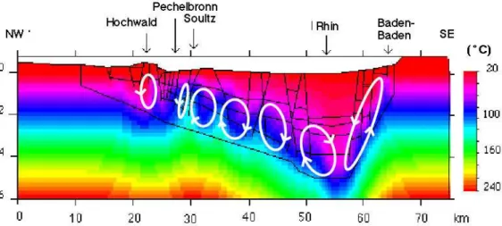 Figure III.1 : Modélisation du champ de température et circulation actuelles des fluides   dans le fossé rhénan (d’après Le Carlier et al