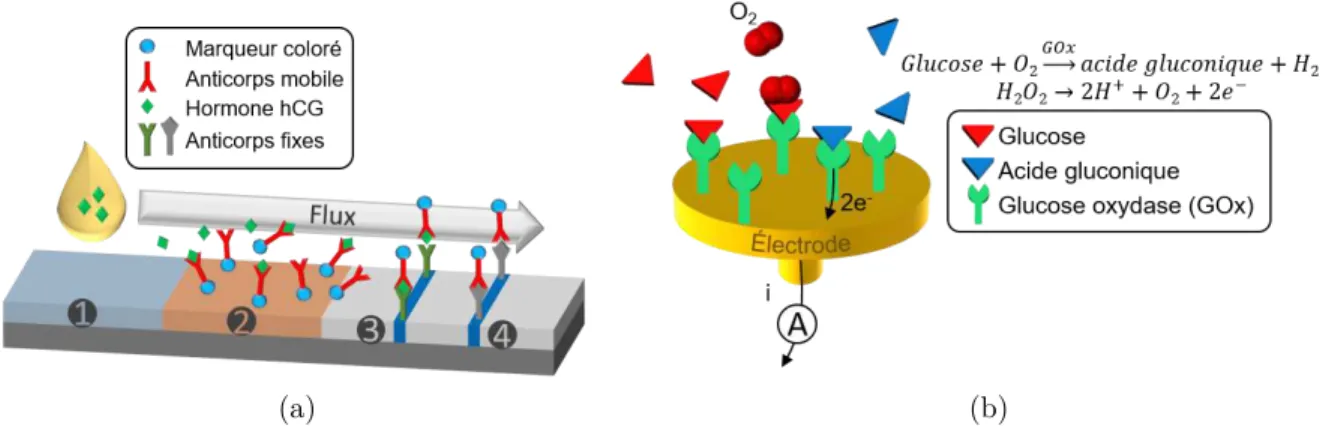 Fig. 1.1 : Principes de fonctionnement de deux exemples de capteurs POC grand public : (a) test immuno-chromatographique de grossesse et (b) capteur électrochimique enzymatique de glucose.