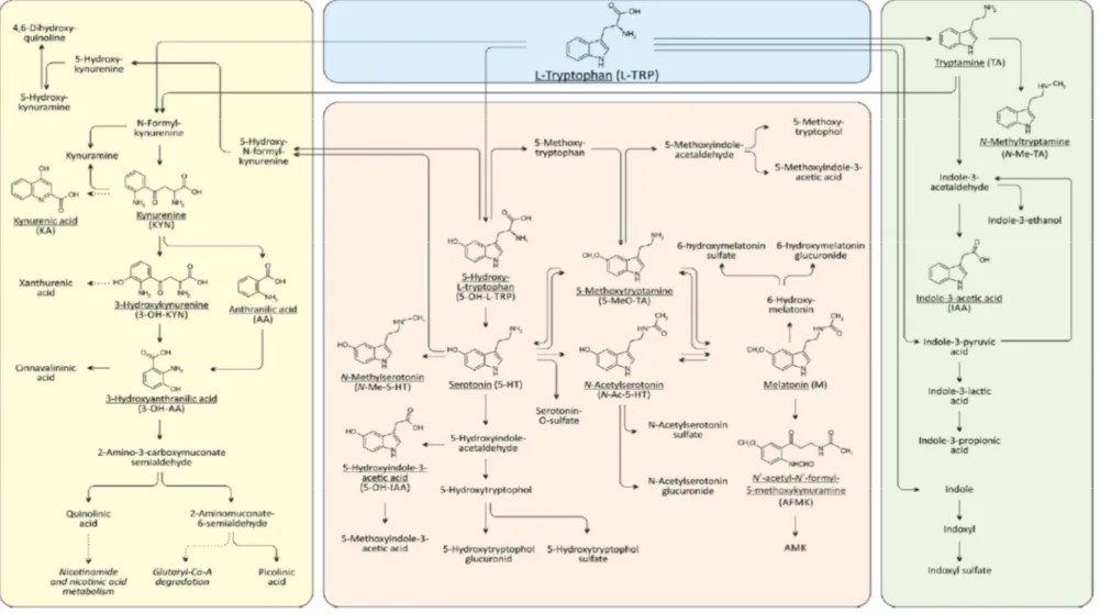 Figure 1 : Métabolisme du Trp chez l’homme. La partie jaune représente la voie des kynurénines, la partie rose celle de la sérotonine, et la partie verte celle des indoles (métabolisme  bactérien), d’après Hénykova et al (2)