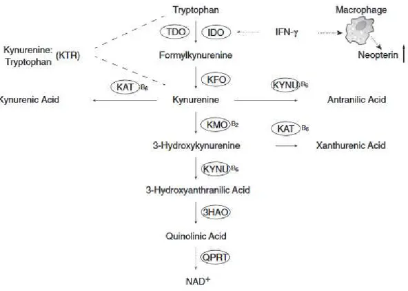 Figure 2 La voie des kynurénines, d’après Zuo et al (13). Abréviations des enzymes : 3HAO : 3HA dioxygenase ; IDO :  indoleamine  2,3-dioxygénase  ;  KAT  :  kynurénine  aminotransférase  ;  KFO :  kynurénine  formylase ;  KMO  :  kynurénine  monooxygénase