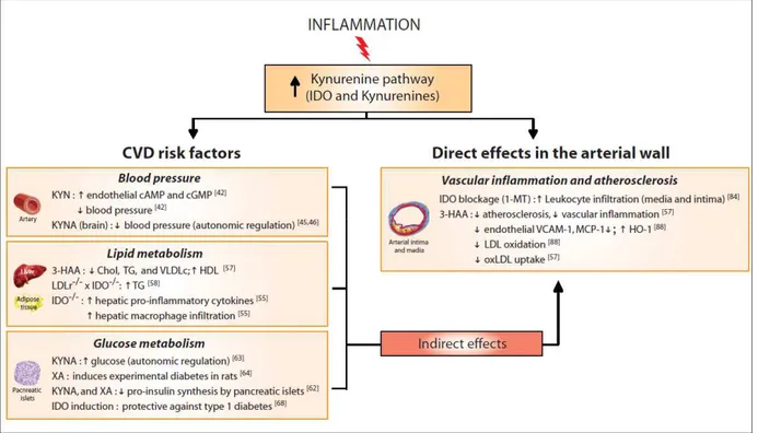 Figure  5 :  Rôle  de  la  voie  des  kynurénines  dans  le  risque  cardiovasculaire,  l’inflammation  vasculaire  et  l’athérosclérose,  d’après  Polyzos  et  al  (50)