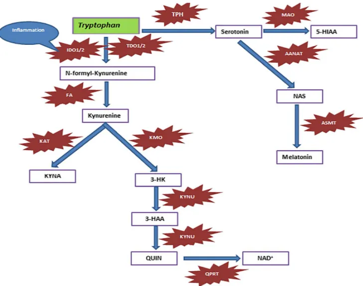 Fig. 1 The kynurenine pathway of tryptophan metabolism. The predominant metabolite of the KP is L-kynurenine