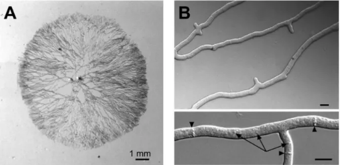 Figure 1. Vue macroscopique et microscopique du mycélium du champignon filamenteux Podospora  anserina