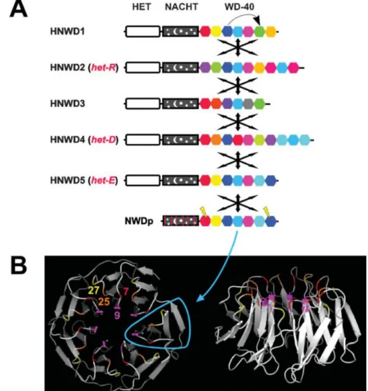 Figure 7. Diversification de la famille de gènes HNWD de P. anserina.  