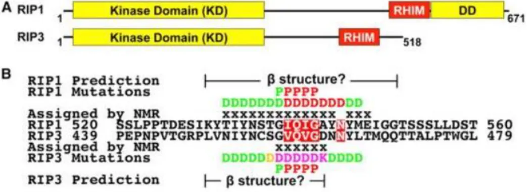 Figure 17. Structure des protéines RIP1 et RIP3 de la nécroptose humaine. 
