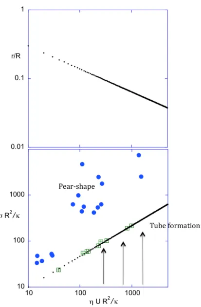 Figure 7 Theoretical curves (small dots) of variation of the ratio of the tube radius to the vesicle radius  and of the adimensioned tension, σ R 2 /κ as a function of the adimensioned capillary number η U R 2 /κ  for a vesicle drawing a tube