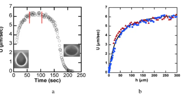 Figure  3  a :  velocity  versus  time,  the  steady  regime  is  reached  in  the  middle  of  the  chamber,  b :  velocity during () departing of the vesicle from the top substrate, () landing of the vesicle to the  bottom substrate and  (⎯ ) equation