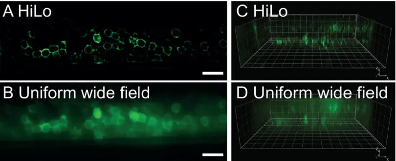 Fig 2. Optical section in embryonic spinal cord of zebrafish obtained with HiLo microscopy