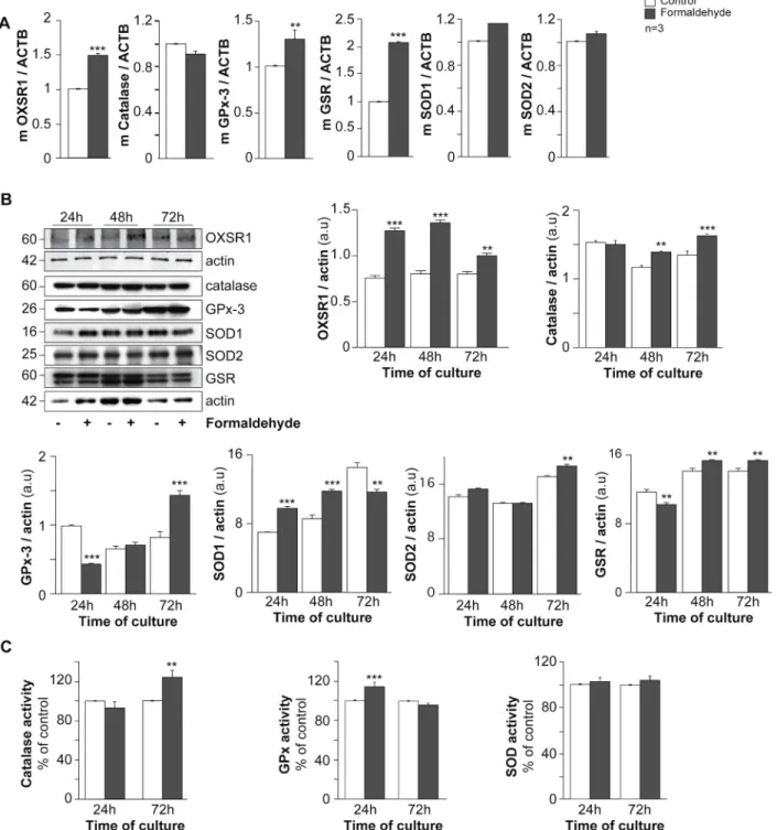 Fig 4. Effect of formaldehyde exposure on oxidative status in human trophoblasts. (A) The mRNA expression of OXSR1, catalase, GPx-3, GSR, SOD1 and SOD2 in trophoblasts with or without (control) formaldehyde exposure for 24 h