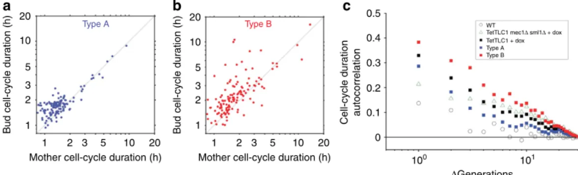 Figure 4 | Transmission of the cell-cycle arrest signal at the mitosis and lineage scale